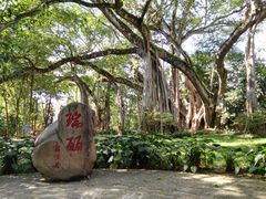 -瑞丽独树成林风景区