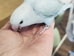 -吉丁鸟咖·异宠·寄养