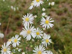 -聚盛源蒸汽海鲜火锅烤肉自助(巨川金海岸购物广场店)