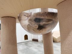 -楼上猫咖(罗湖店)
