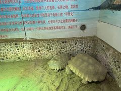 -上海大自然野生昆虫馆(东方明珠·爬宠昆虫探索中心)