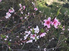 -鲁山国家森林公园