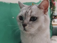 -藏猫猫咖啡主题馆(中央大道店)