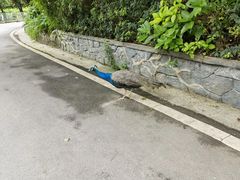 -贵州森林野生动物园