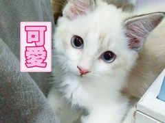-喵的天空名猫咖啡馆·撸猫·猫舍·用品