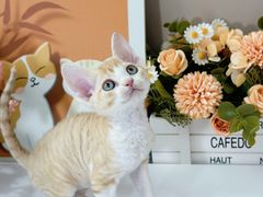 -小猫来了·猫舍(红山六九七九店)