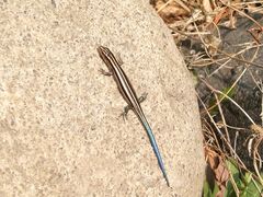 -碓臼峪自然风景区