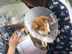 -美联众合动物医院·24h京西诊疗中心