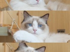 -飞行喵MR PILOT|猫舍·猫咖(静安大融城店)