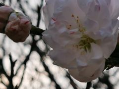 -无锡梅园公园