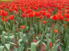 -洛阳郁金香牡丹园