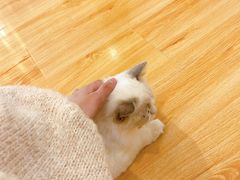 -momokira米努特·德文卷毛猫·棉花面纱犬
