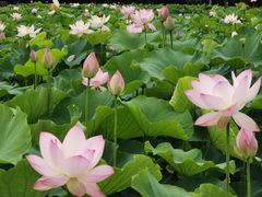 -梁鸿国家湿地公园