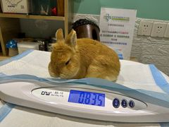 -雨林宠物医院 非犬猫异宠专科