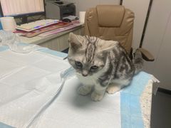 -半岛宠物医院24小时(科华中路店)