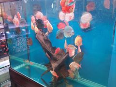 -宝鸡东道花鸟鱼虫市场(吉利花园商场店)