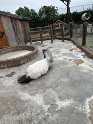 -造物庄园 萌宠纪(苏州湾歌林公园店)