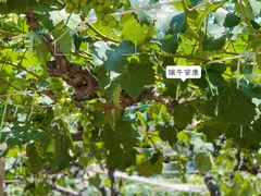 -张裕卡斯特酒庄