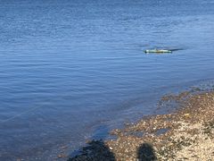 -洱海月湿地公园