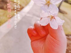 -顾村公园