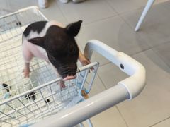 -怪兽屋·羊驼·猫咖·狗咖(俊华广场店)