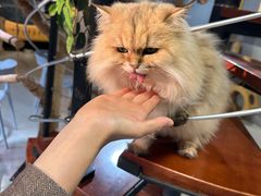 -豆逗聊愈猫阁Easy Life