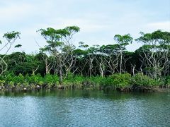 -东寨港红树林旅游区