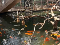 -南宫五洲植物乐园