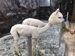 -上海大自然野生昆虫馆(东方明珠·爬宠昆虫探索中心)
