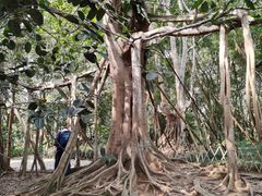 -中国科学院西双版纳热带植物园