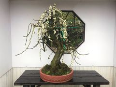 -香雪海