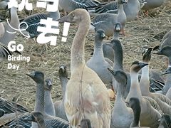 -鄱阳湖国家湿地公园