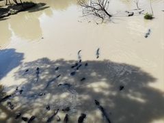 -中国扬子鳄村