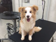 -顺强宠物诊所·狂犬免疫·夜诊·骨科(嘉定店)