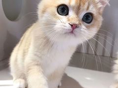 -东方名猫馆·英短金渐层布偶猫舍(环线广场1号楼店)