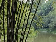 -大屏嶂森林公园