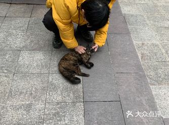 对所有路过的人都很温柔的叫会去蹭人的腿