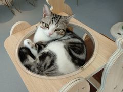 -飞行喵MR PILOT|猫舍·猫咖(静安大融城店)