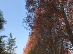 -小芝红树林