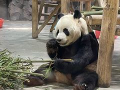 -栾川竹海野生动物园