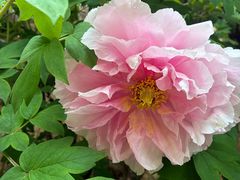 -洛阳市隋唐城遗址植物园