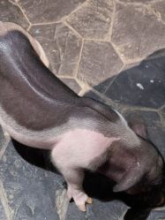 -Zoolung Zoolung动物主题公园(海信广场店)