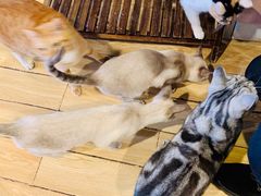 -Cappucimeow猫咪咖啡馆(韦伯时代店)