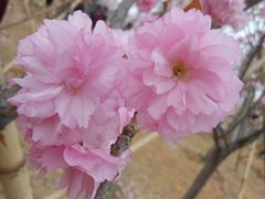 多瓣樱花DSCN9603-天适樱花悠乐园