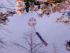 -莫愁湖公园