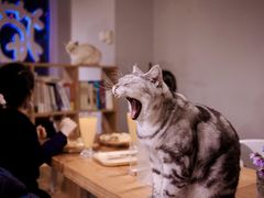 -Cappucimeow猫咪咖啡馆(韦伯时代店)