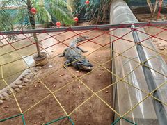 -西霞口神雕山野生动物世界