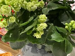 -旺顺阁鱼头泡饼(小红门店)