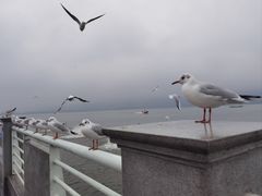 -滇池海埂公园