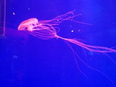 -上海海昌海洋公园